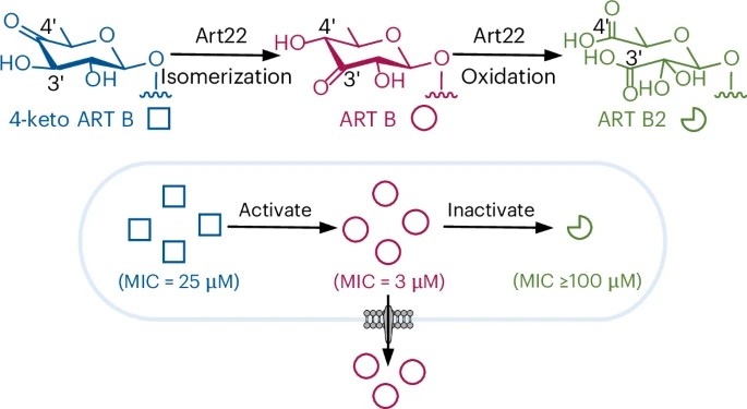Oxidative cleavage of hexopyranose by a TIM-barrel isomerase